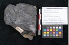 Foto (Objekt + Etikett) von Pecopteris proxima Ettingshausen (NHMW-GEO-2024-0188-10282)